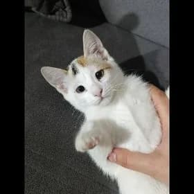 Милые котята