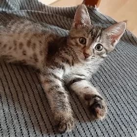 отдам котят