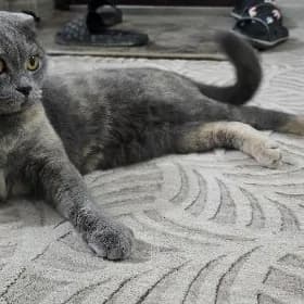 кошка