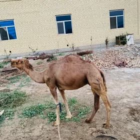Düye