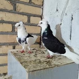 kepderi