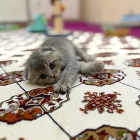 вислоухий котёнок (pişik)