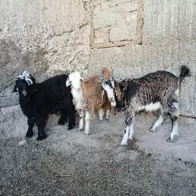 Çewiş