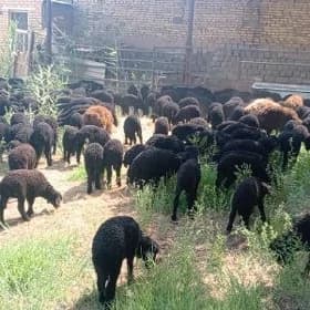🐑🐑🐑berre🐑🐑🐑