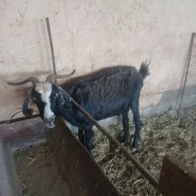 geci