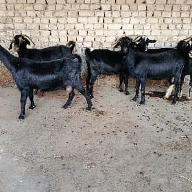 geçi