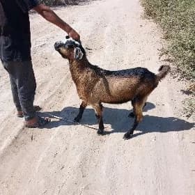 teke owlaklar