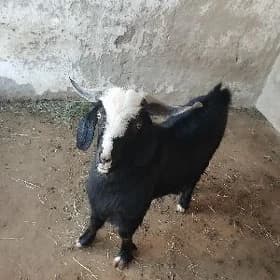 geci