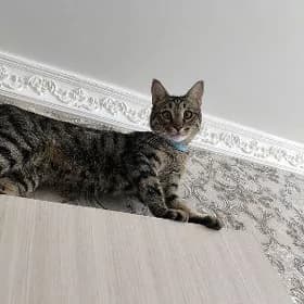 Pisik berjek/ отдам кота/кот