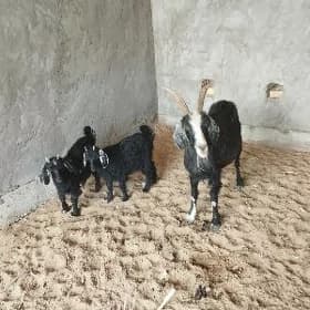 Owlakly geçi owlakly