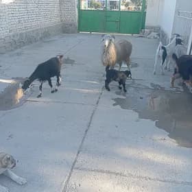 GOÇ DOG.ÍŞEK.