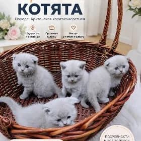котята