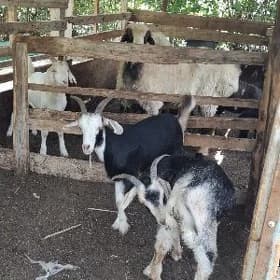 erkec dogy
