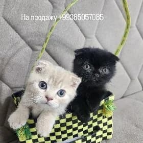 Чёрного окраса