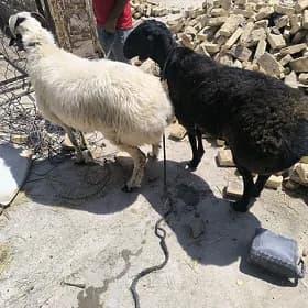 Goçlar