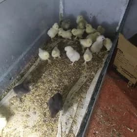 Жуйже Япончик ве местный