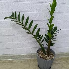 ЗАМИАКУЛЬКУС