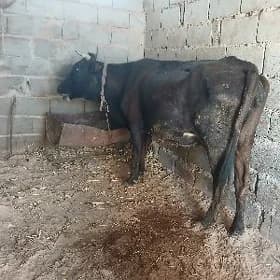 göleli sygyr