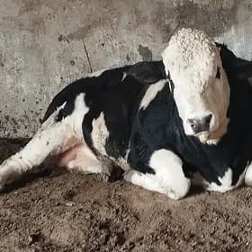Arassa kelek smental