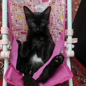 котята