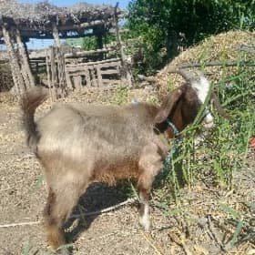 geci
