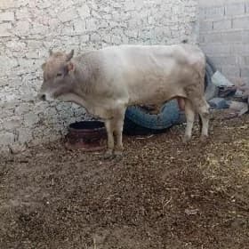 Öküz