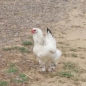 brahma yumurtgalar