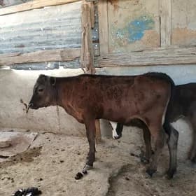 Göle