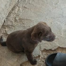 Labrador