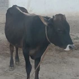 şwes öküz