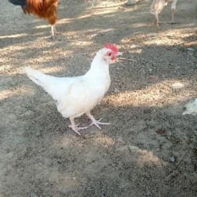 karlik