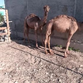 Ogşuk