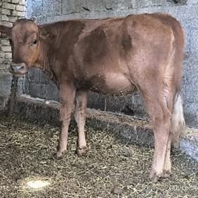 tüwe