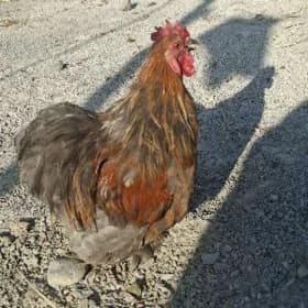 kohinhin karlik horoz