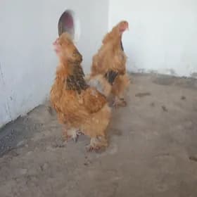 brama