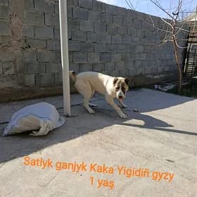 urkaçy yaş alabay