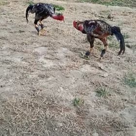 Бойцовский