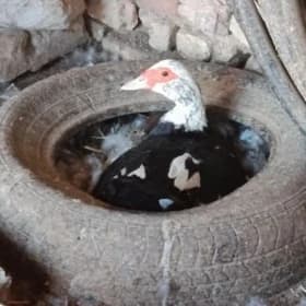 ordek