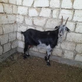 Geci