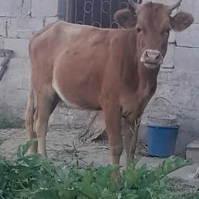 tüwe
