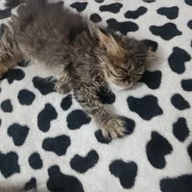 шотландские котята