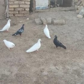 Kepderi