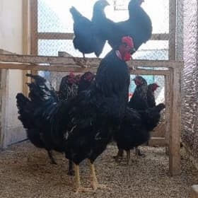 JERSI GIGANT JÜJELER 🐥🐣