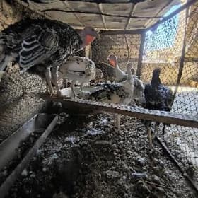 induklar we towuklar