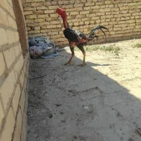 Horaz