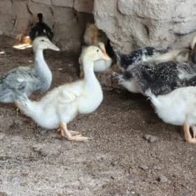 Ördek 🦆 juje