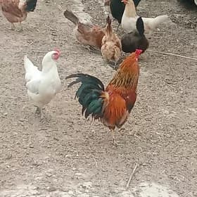 horaz