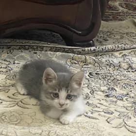 отдам КОТЕНКА МАЛЬЧИКА