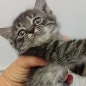 котенок
