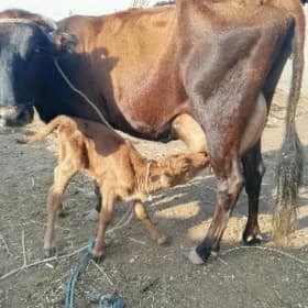 siwet göleli sygyr